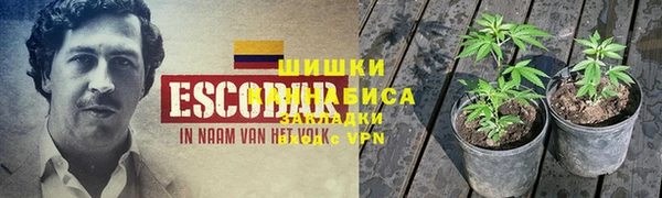 прущие грибы Осинники